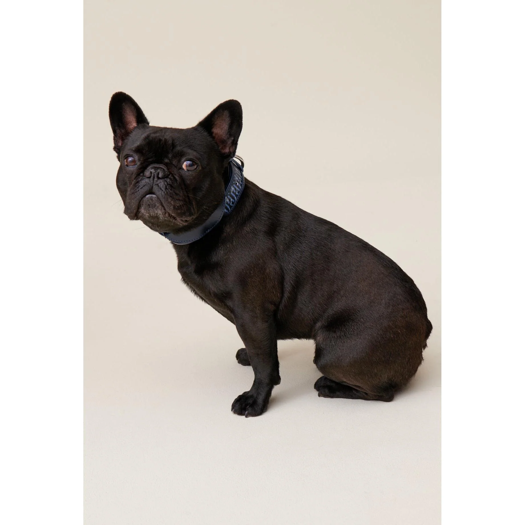 Collier Chien Monogramme Cp - Image 5