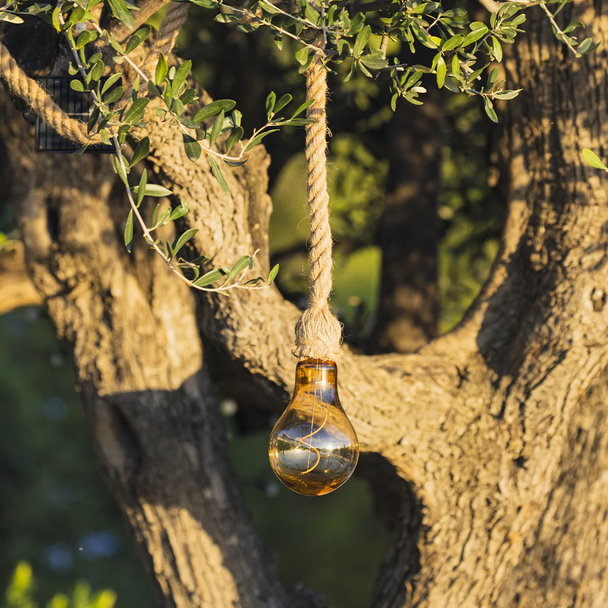 Suspension Solaire - Cordy - Image 2