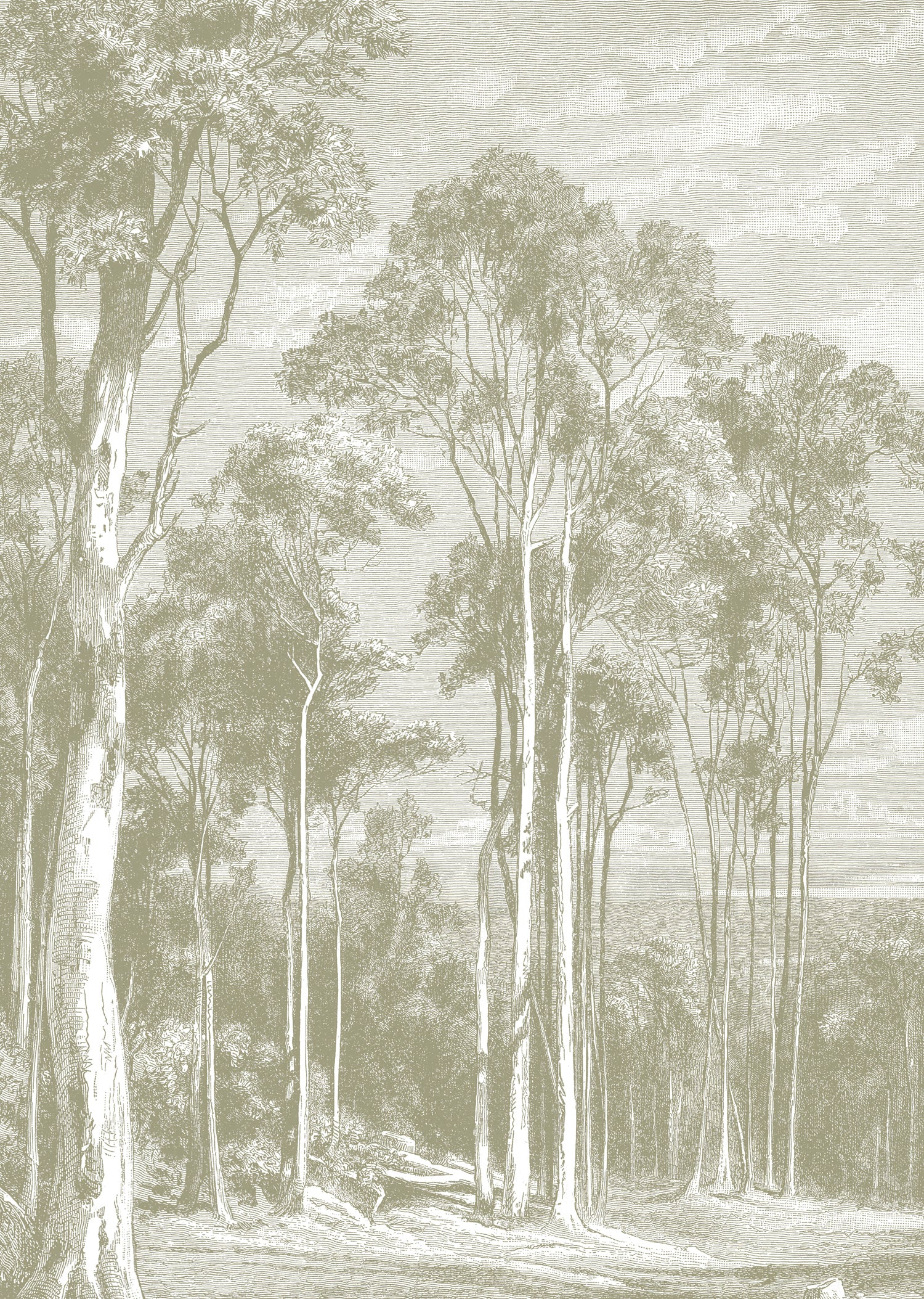 Papier Peint Panoramique Eucalyptus Trees - Sauge - Image 5