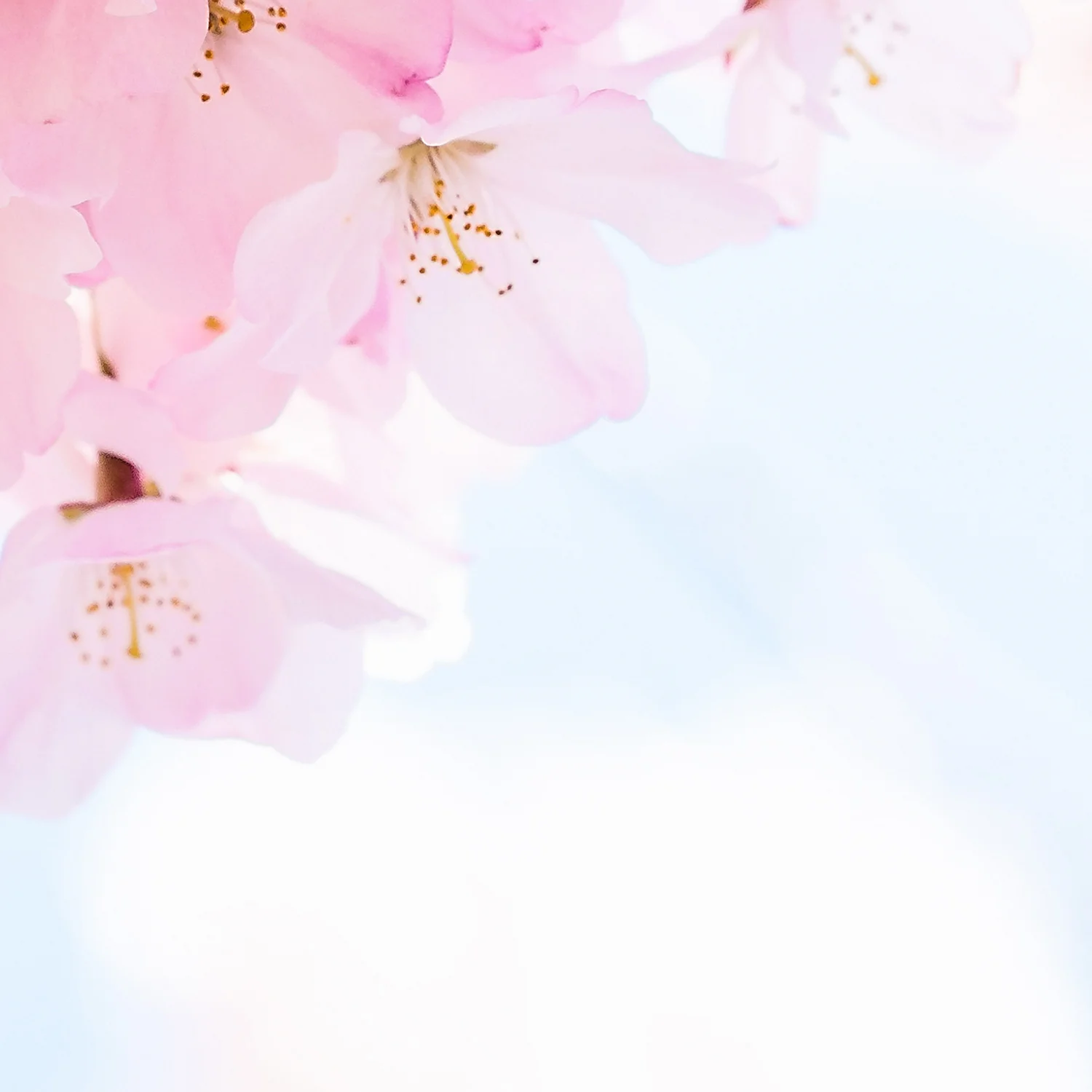 Papier Peint Panoramique Blossom - Multicolore - Image 3