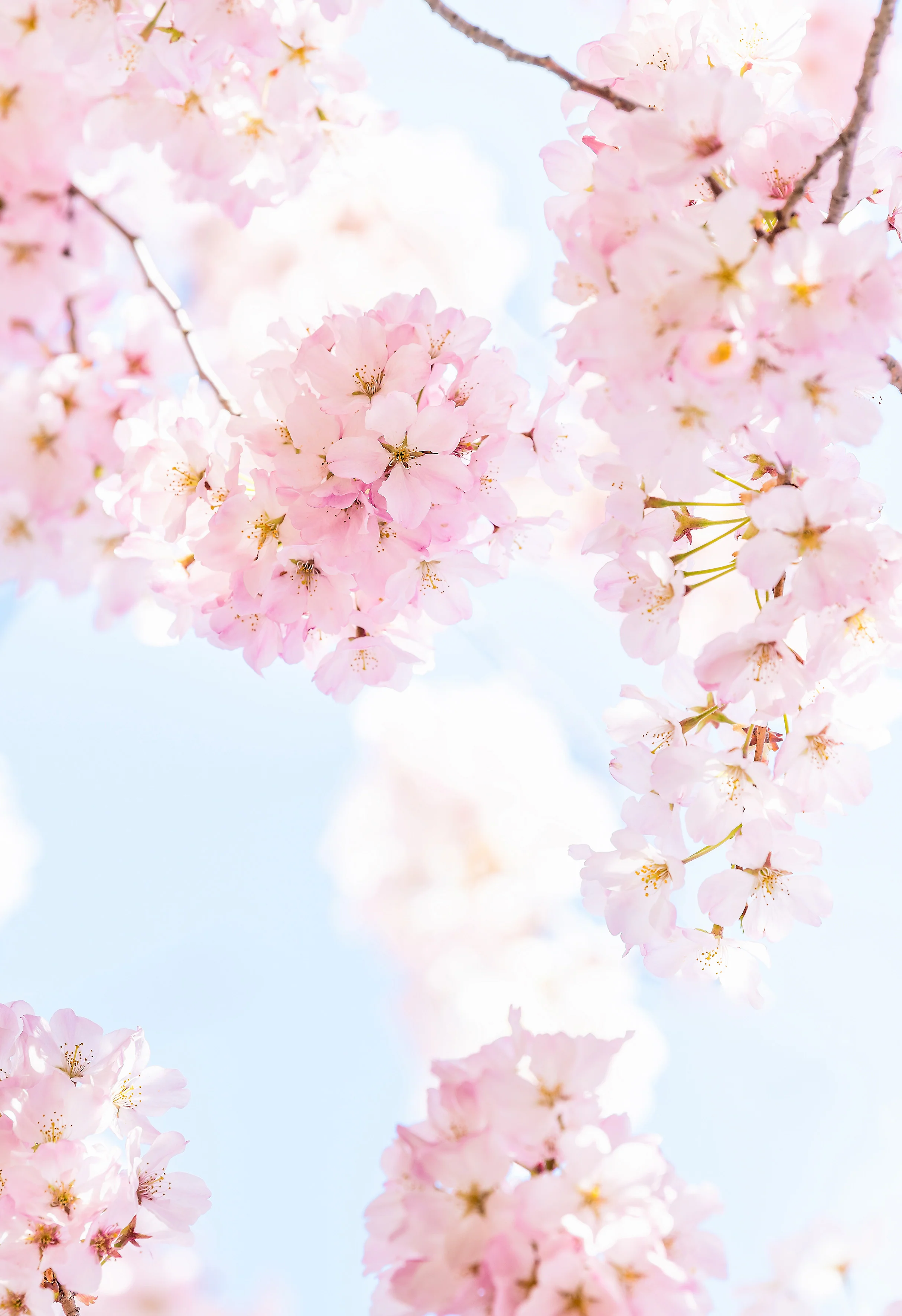 Papier Peint Panoramique Blossom - Multicolore - Image 4