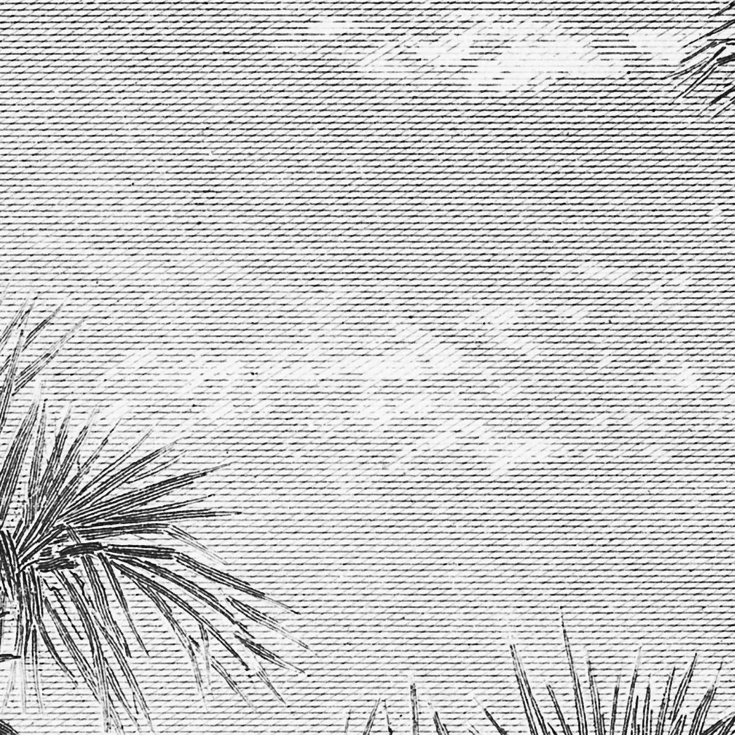 Papier Peint Panoramique Caladesi Bay - Noir - Image 4