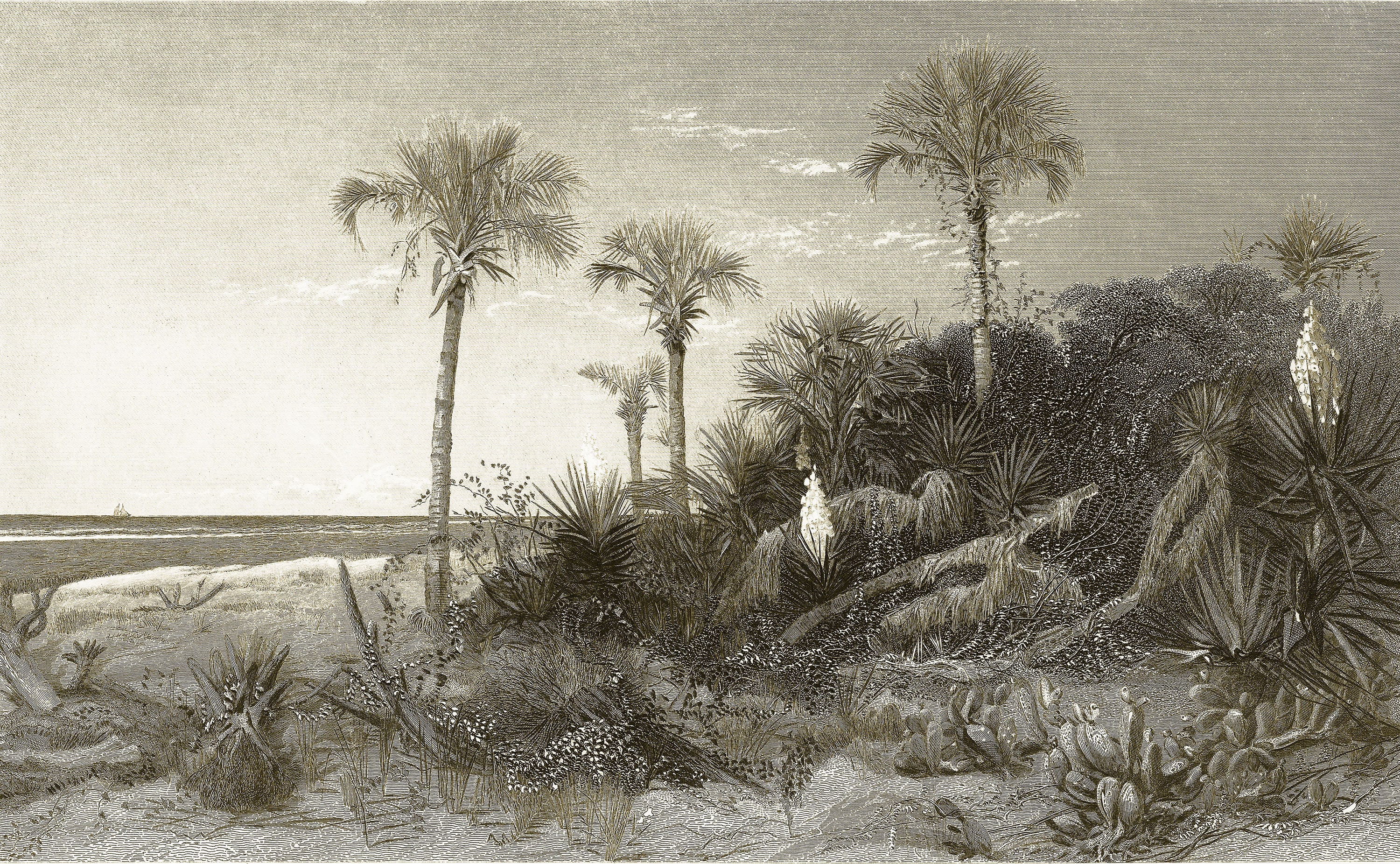 Papier Peint Panoramique Caladesi Bay - Sépia - Image 6