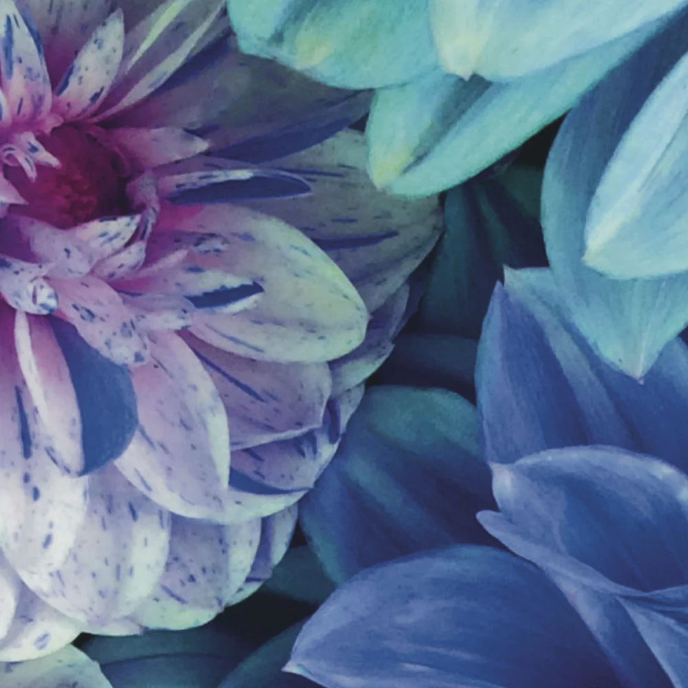 Papier Peint Panoramique Dahlia Bleu - Bleu - Image 2