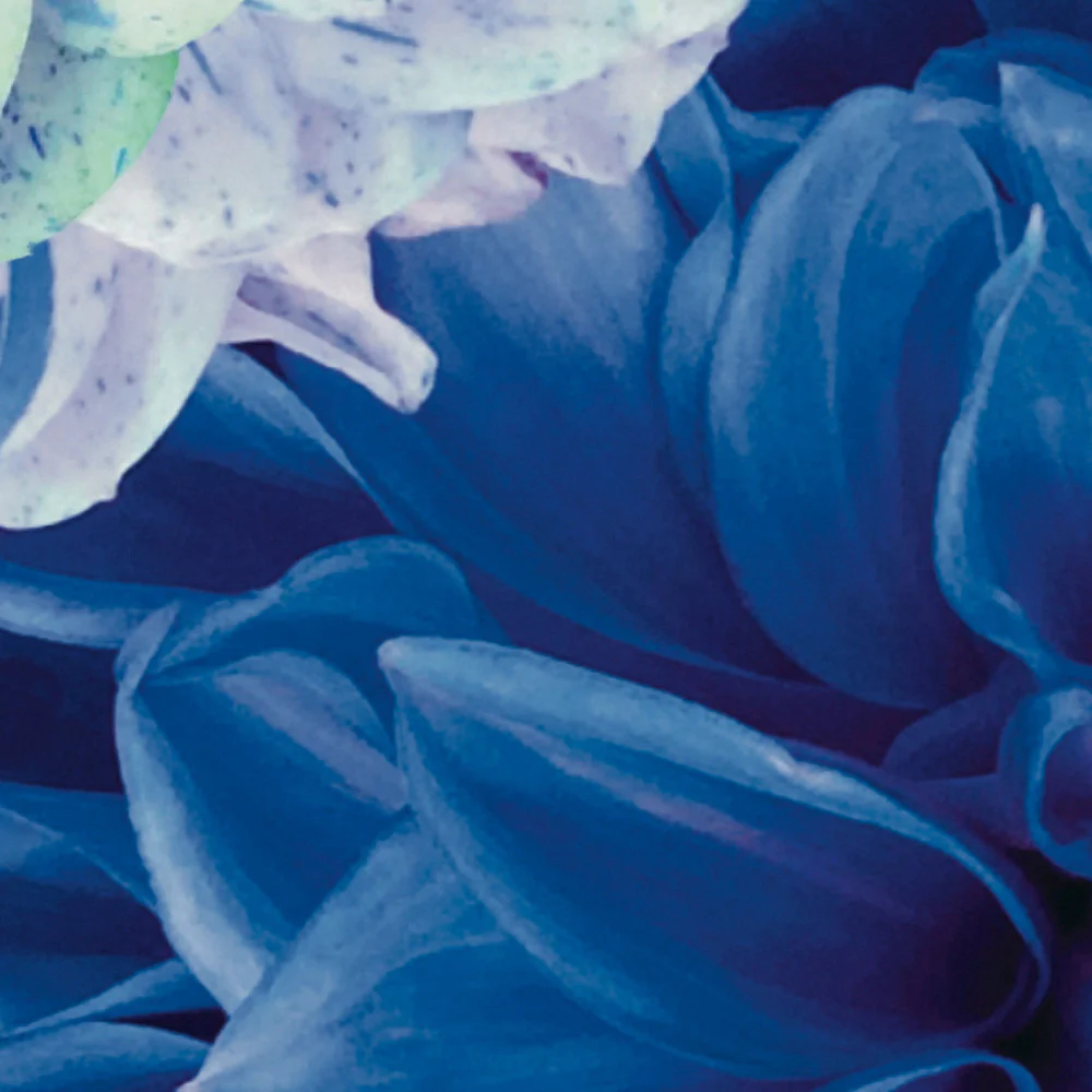 Papier Peint Panoramique Dahlia Bleu Xl - Bleu - Image 5