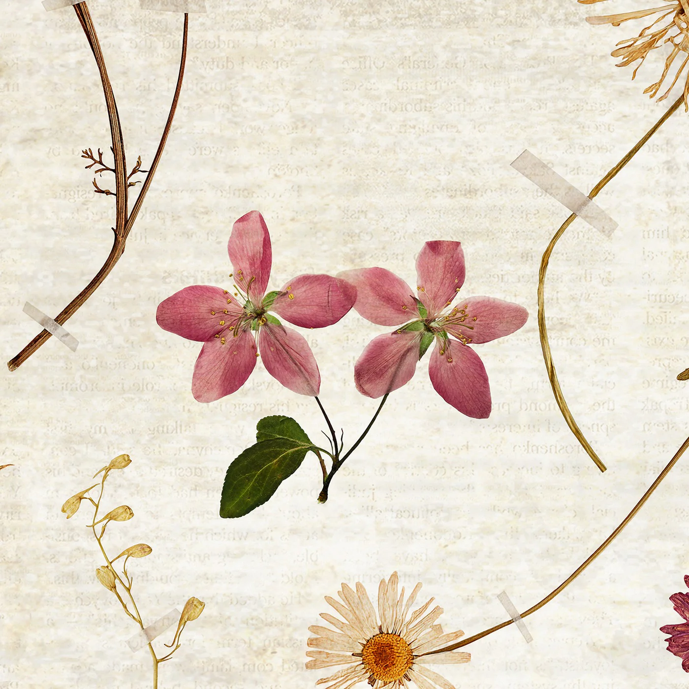 Papier Peint Panoramique Herbarium - Multicolore - Image 3