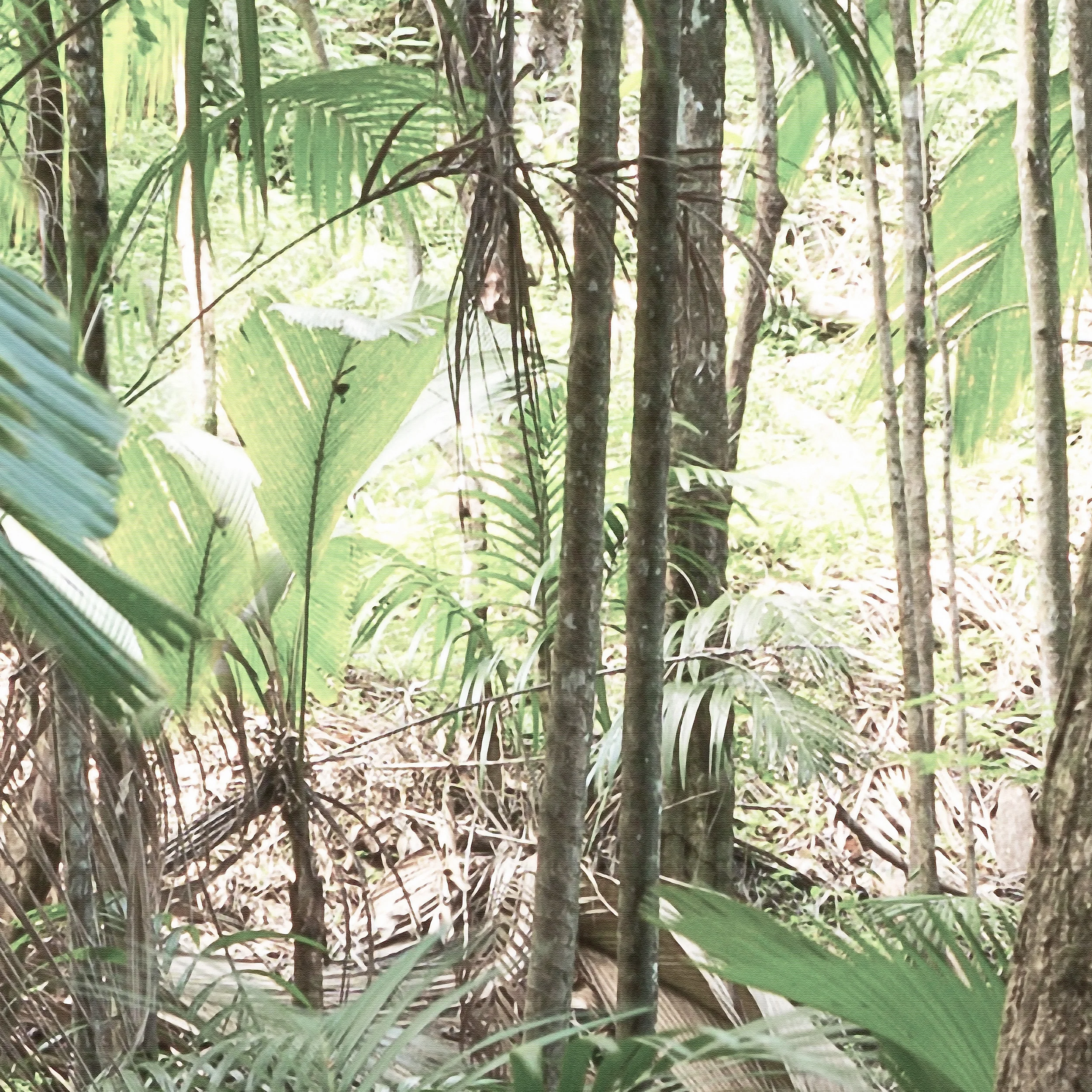 Papier Peint Panoramique Jungle Trek - Vert - Image 4