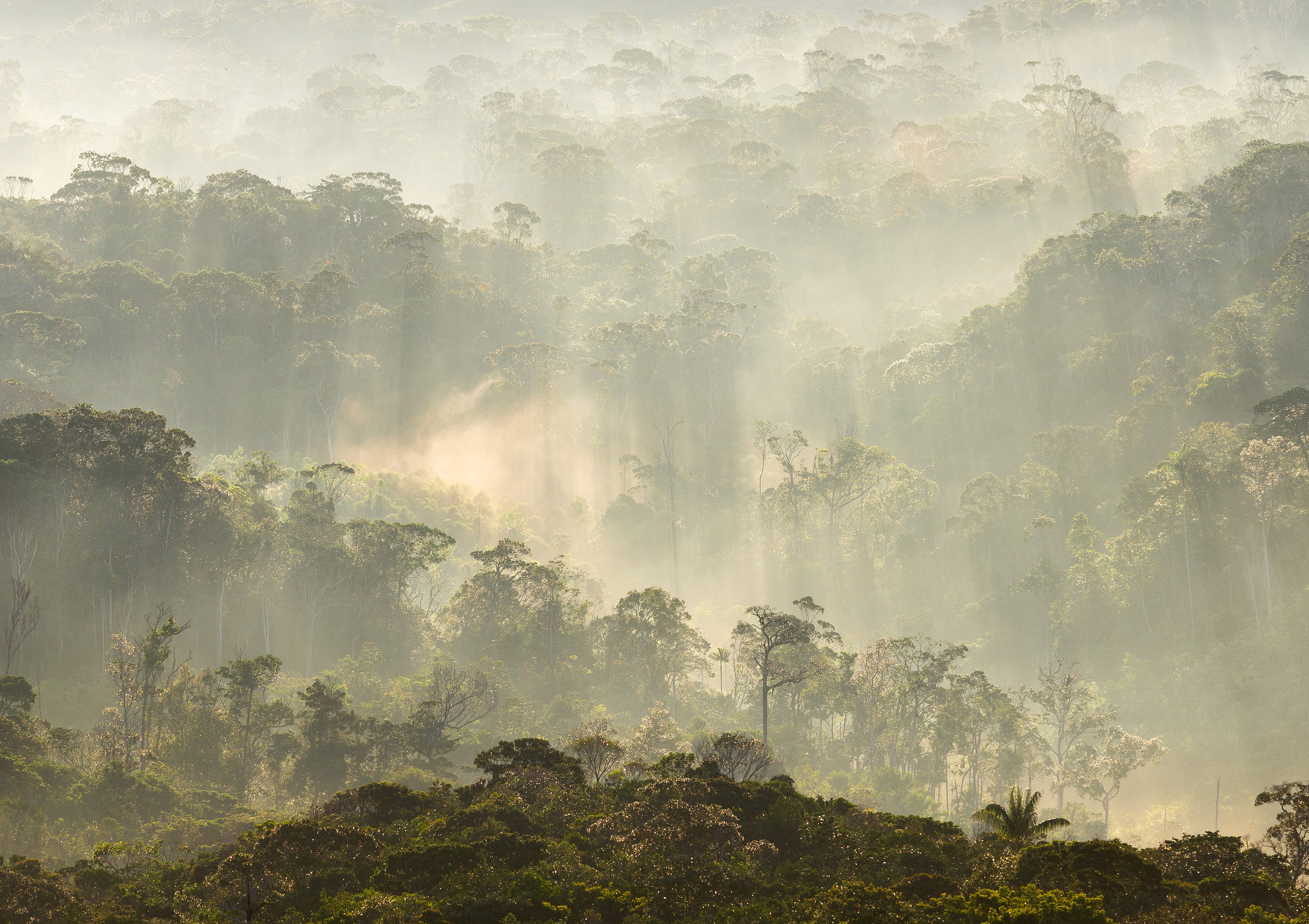 Papier Peint Panoramique Misty Forest - Multicolore - Image 6