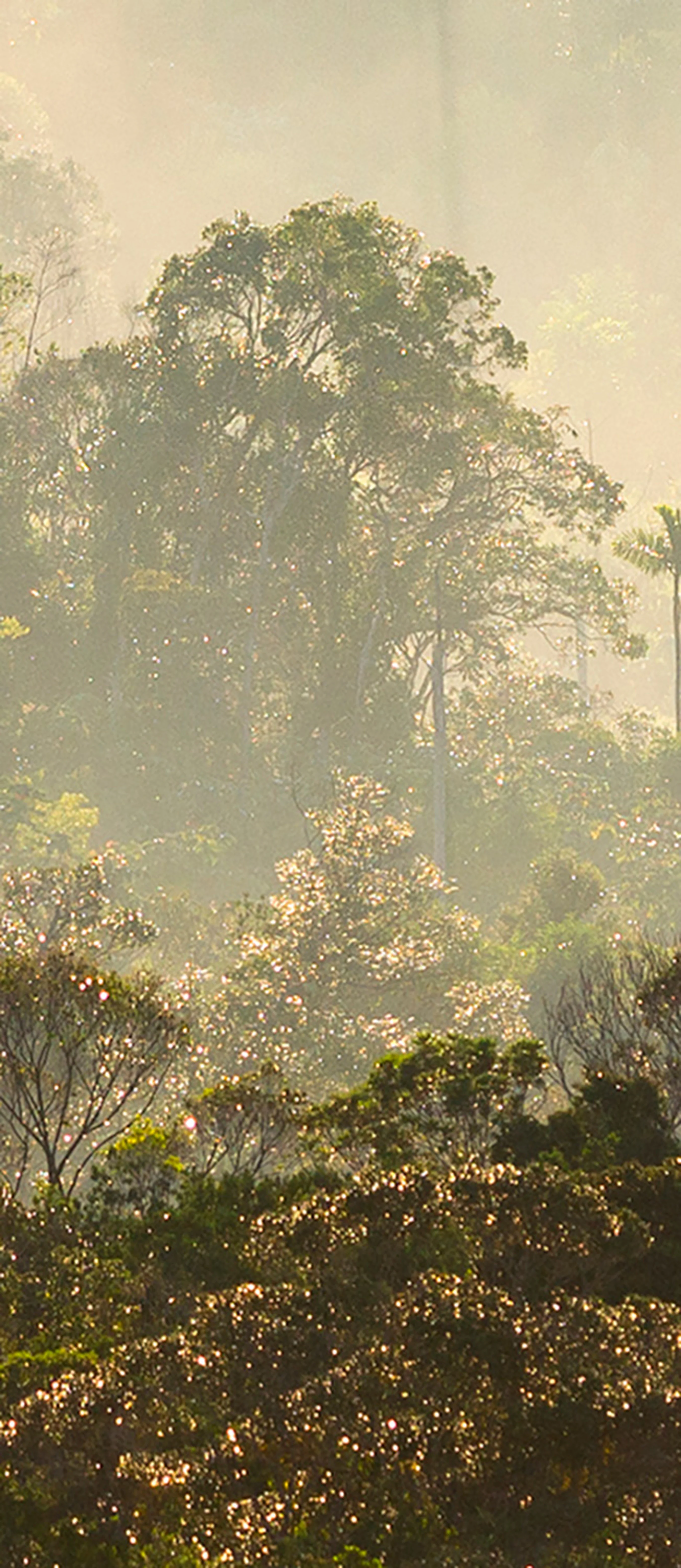 Papier Peint Panoramique Misty Forest - Multicolore - Image 7