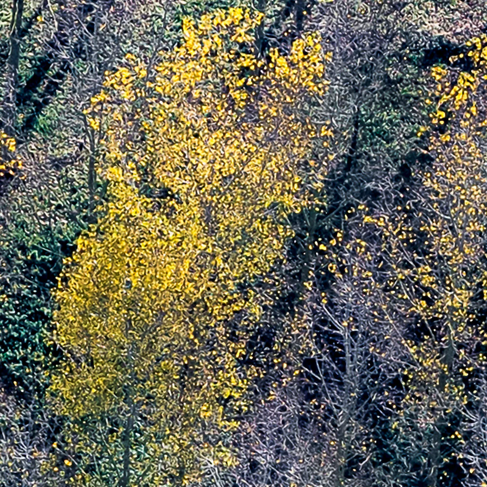 Papier Peint Panoramique Peupleraie - Multicolore - Image 4