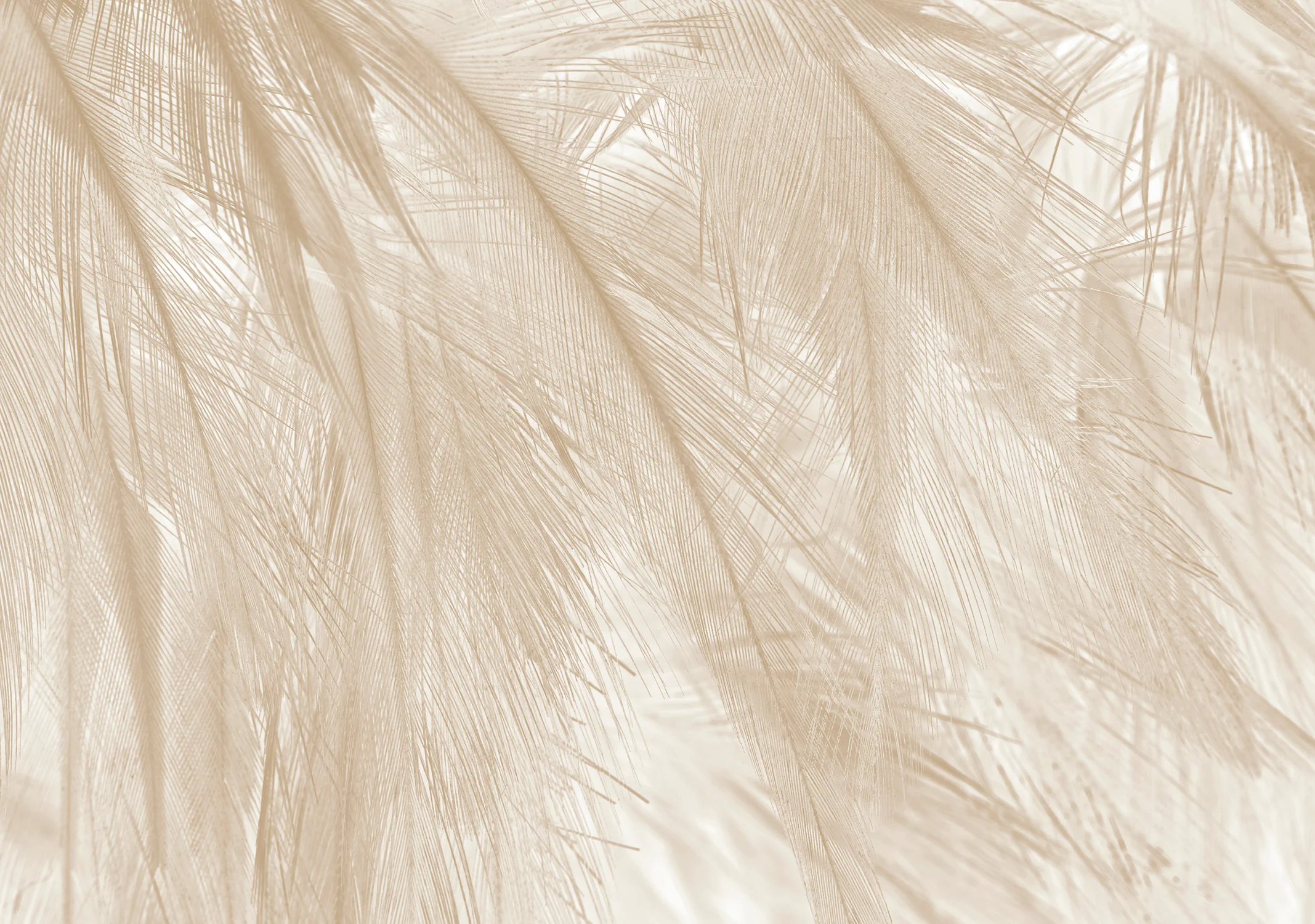 Papier Peint Panoramique Soft - Beige - Image 8