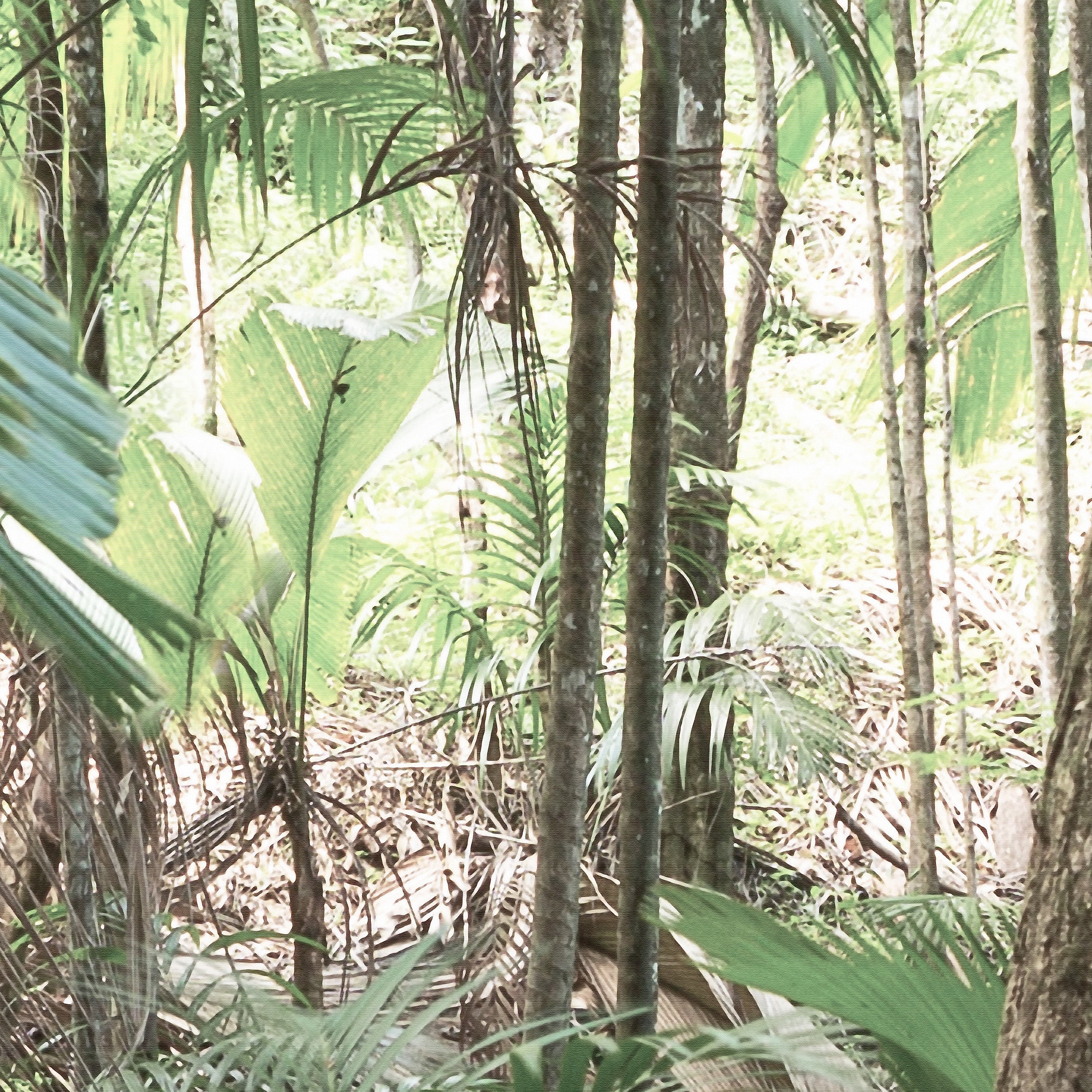 Papier Peint Panoramique - Jungle Trek - Vert - Image 4