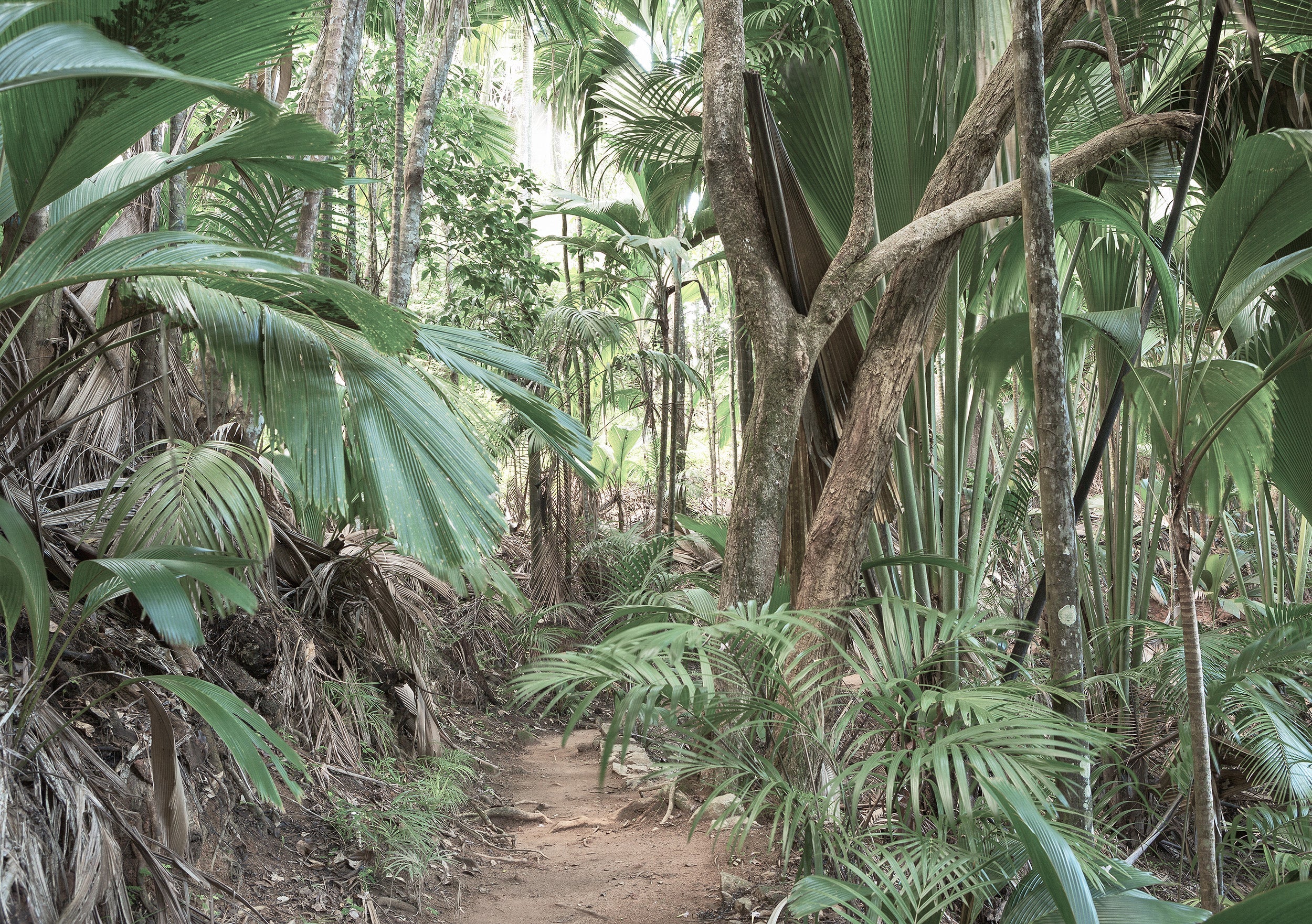 Papier Peint Panoramique - Jungle Trek - Vert - Image 5