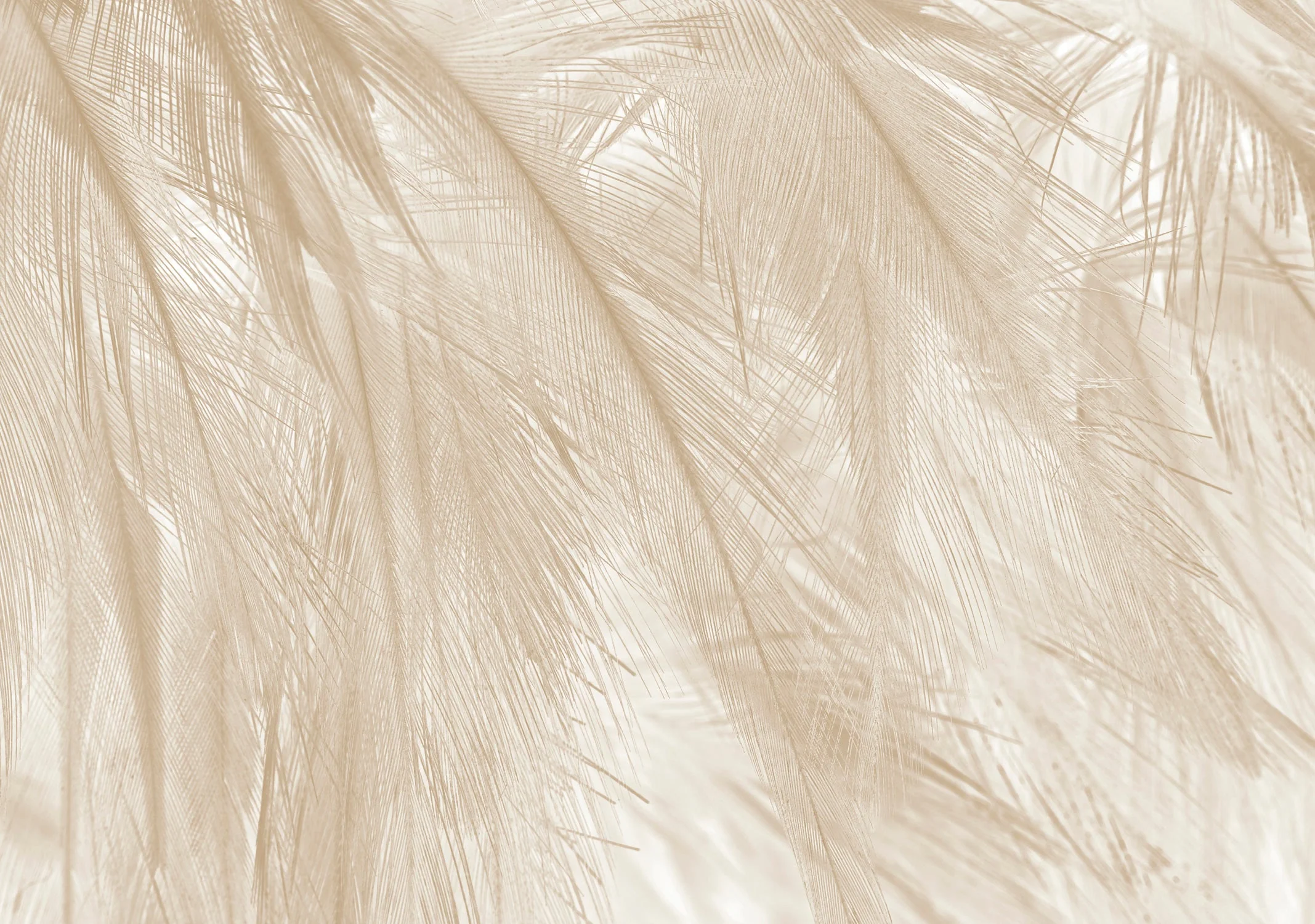Papier Peint Panoramique - Soft - Beige - Image 8