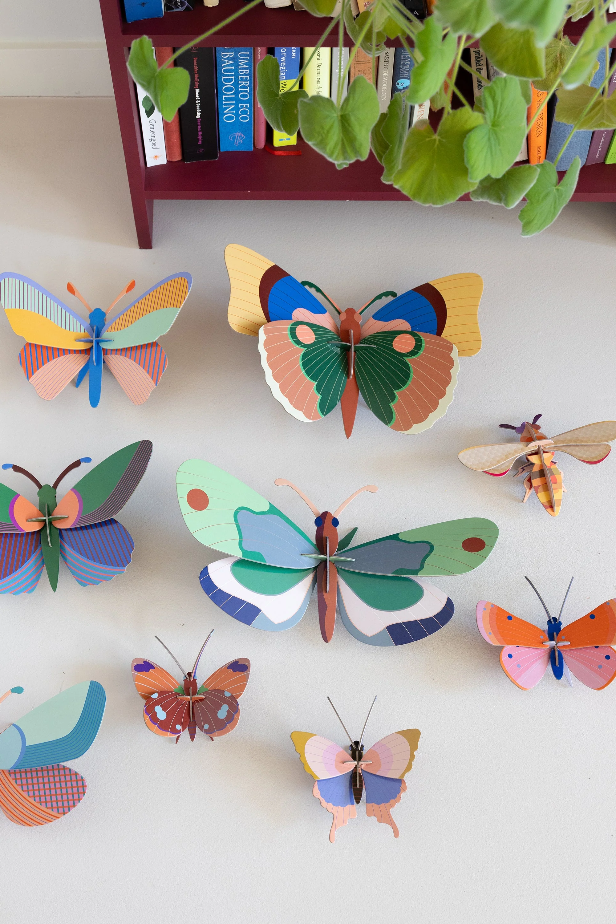 Acacia Butterfly - Image 4
