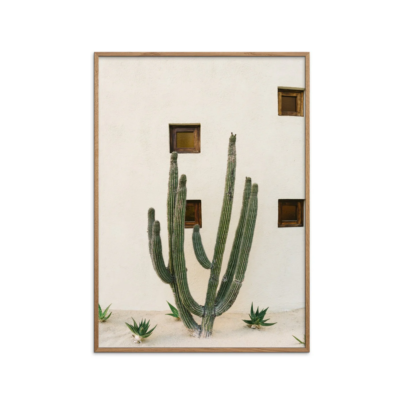 Bethany Young - Cabo Cactus Ix - Image 2