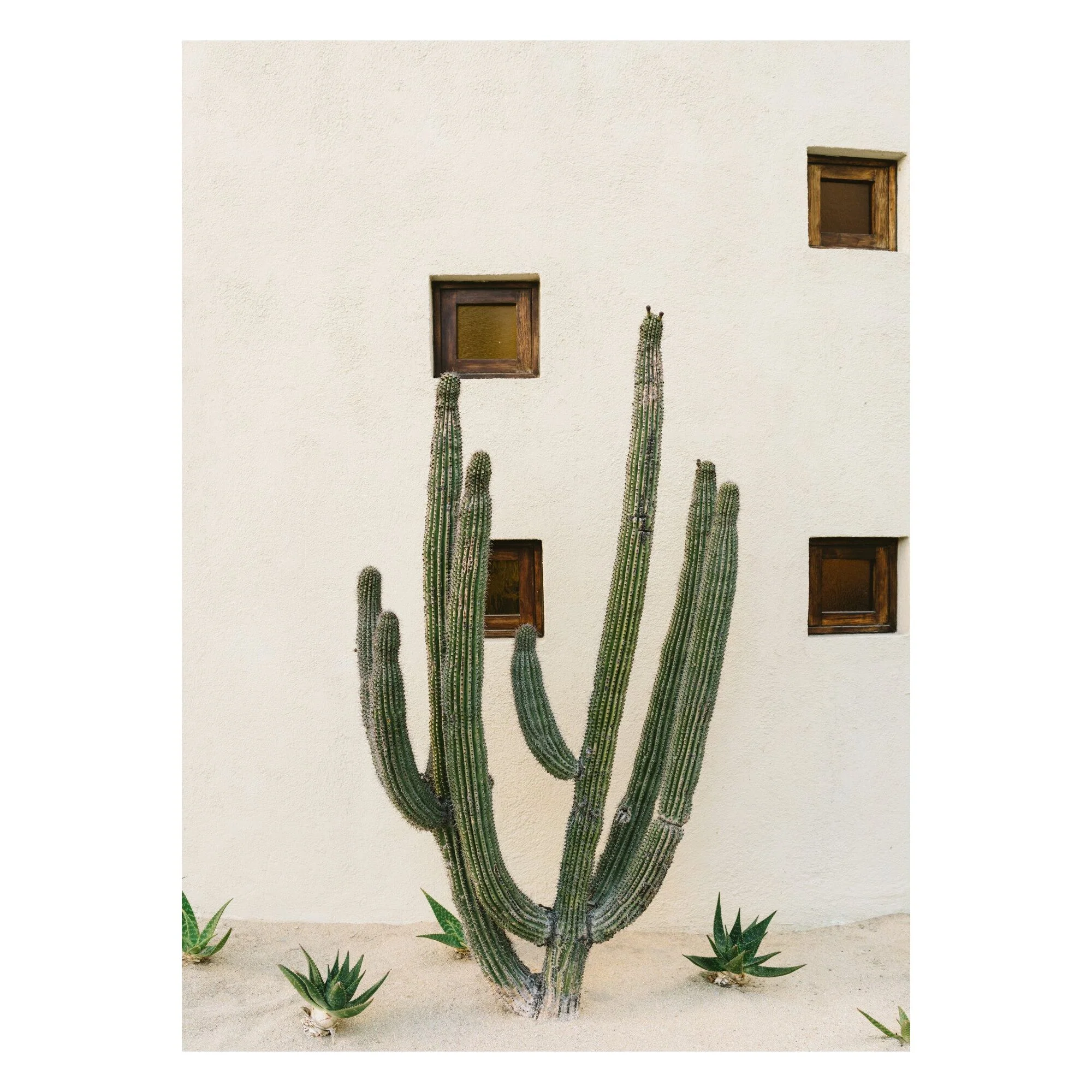 Bethany Young - Cabo Cactus Ix - Image 3