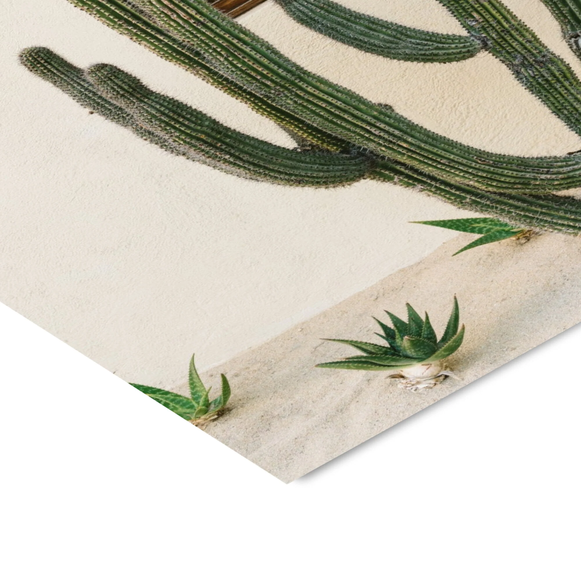 Bethany Young - Cabo Cactus Ix - Image 4