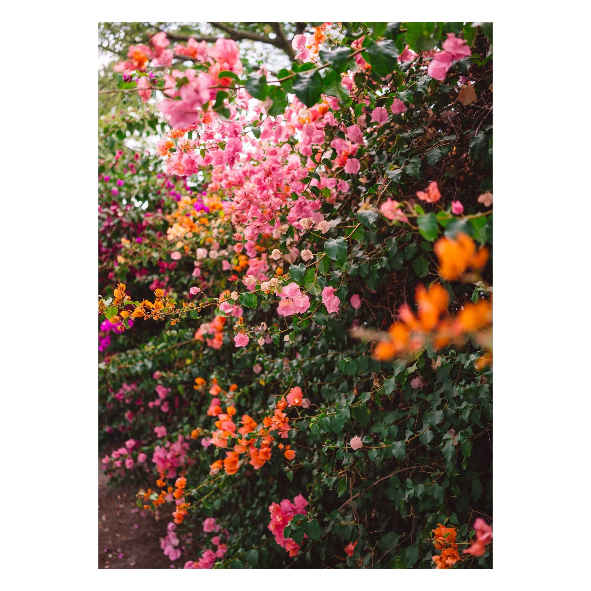 Bethany Young - La Garden - Image 3