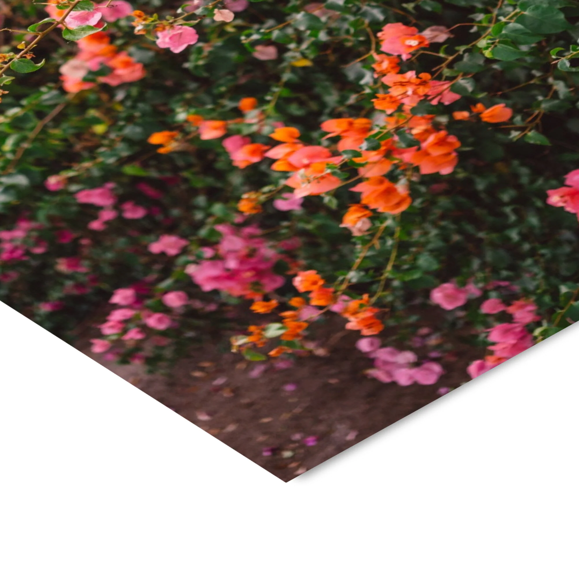 Bethany Young - La Garden - Image 4