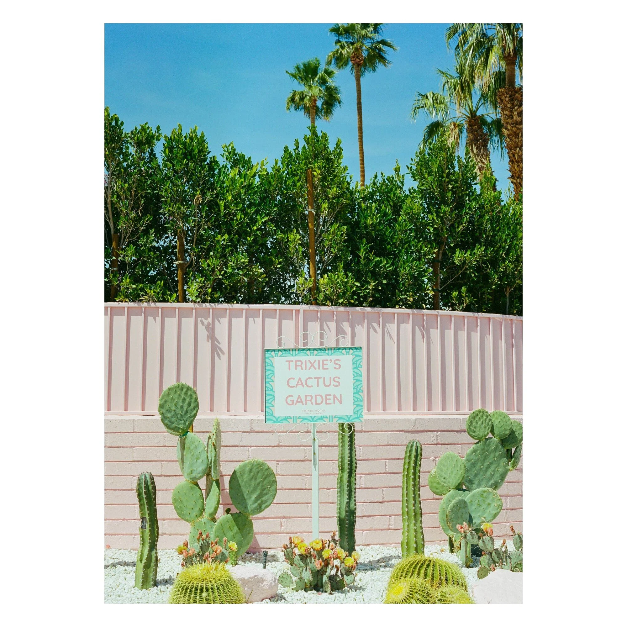 Bethany Young - Pink Cactus Garden - Image 3