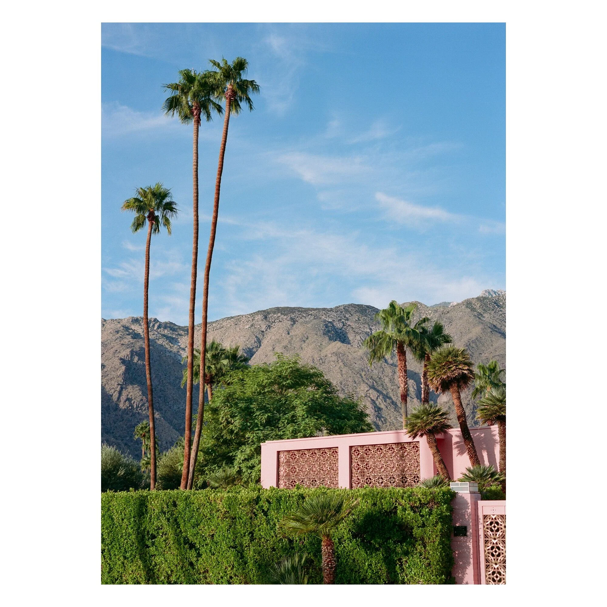Bethany Young - Pink Resort Palms - Image 3