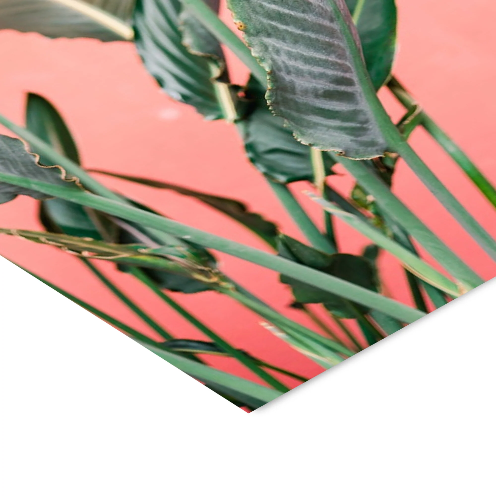 Raisa Zwart - South Of Spain 7 - Image 4